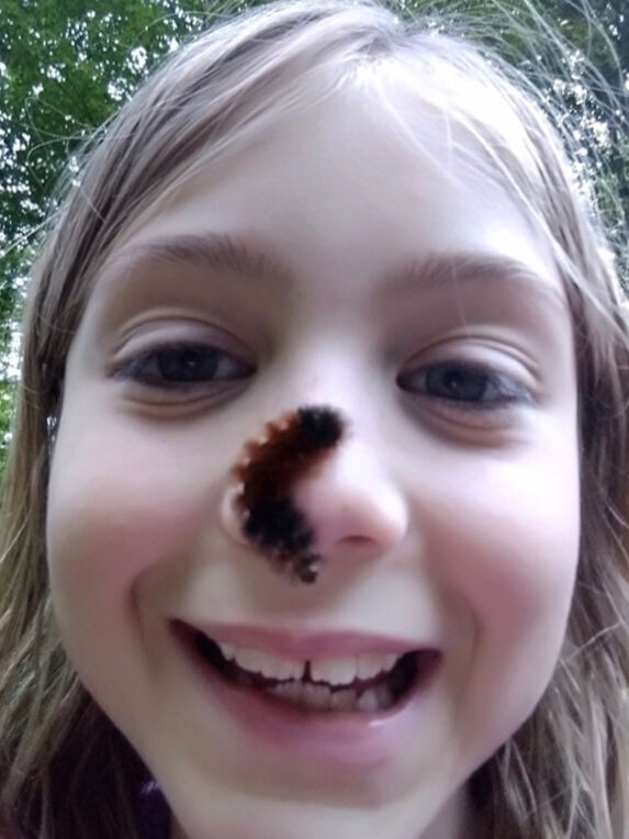 Wooly Worm